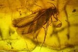 Detailed Fossil Caddisfly and Five Flies in Baltic Amber #142247-1